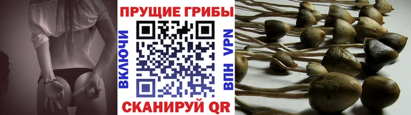 ОМГ ОМГ онион  Гдов  Псилоцибиновые грибы мухоморы 